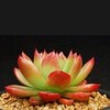 zakka多肉植物生活馆