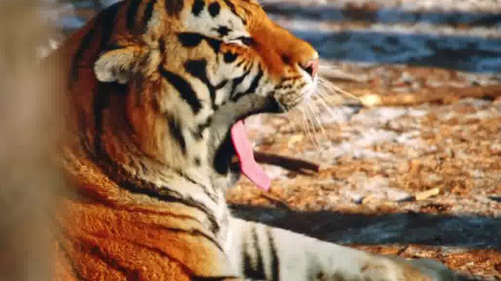 预告片 (中文字幕)