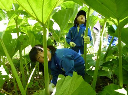 秋田蕗 豆瓣